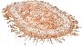 Household Clipart 134