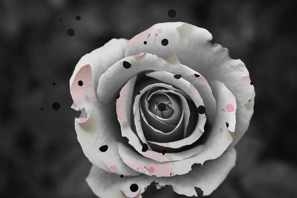 flower butterfly