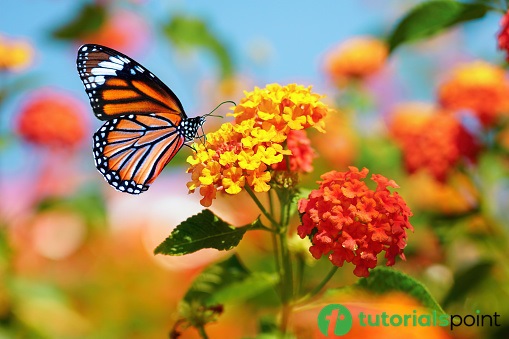 watermarked Tutorialspoint